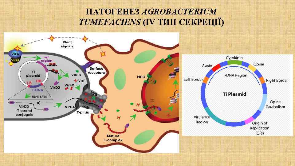 ПАТОГЕНЕЗ AGROBACTERIUM TUMEFACIENS (IV ТИП СЕКРЕЦІЇ) 