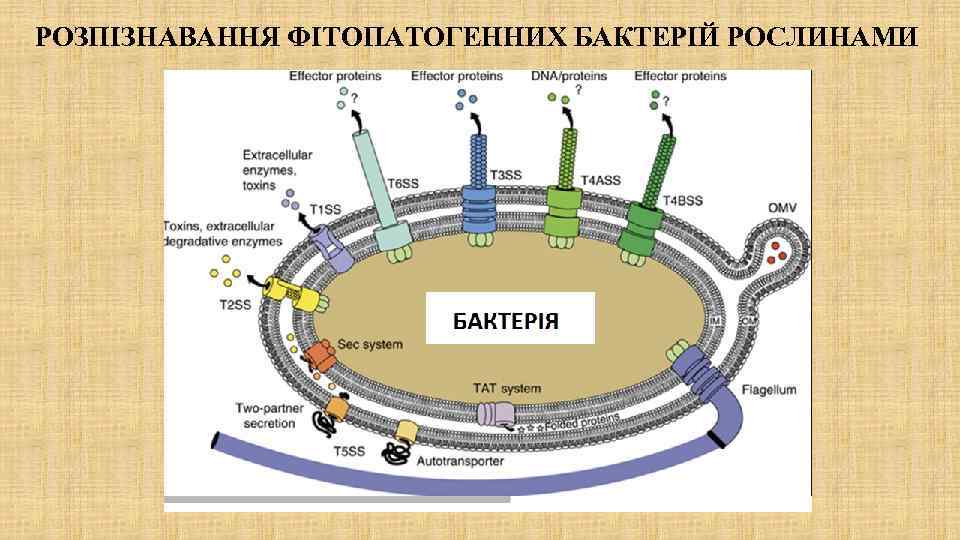 РОЗПІЗНАВАННЯ ФІТОПАТОГЕННИХ БАКТЕРІЙ РОСЛИНАМИ 