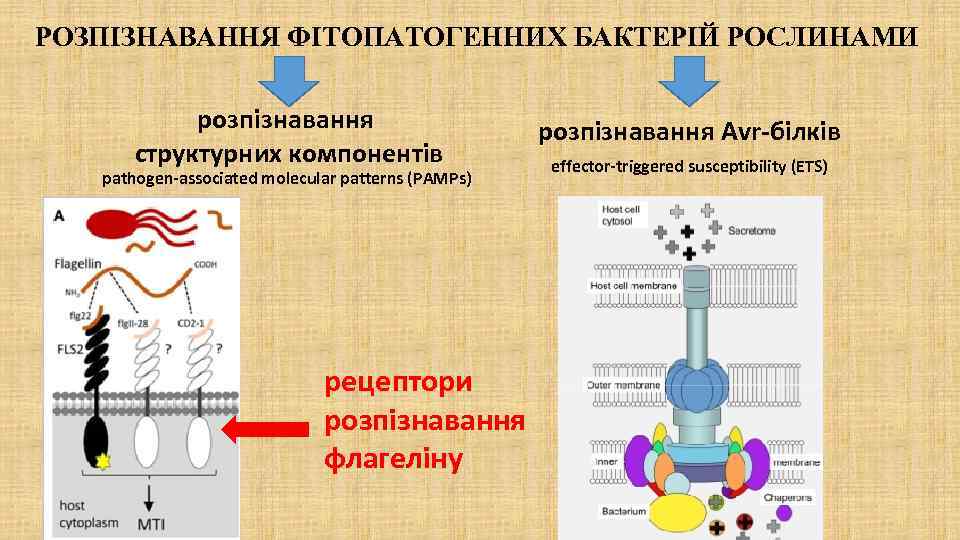 РОЗПІЗНАВАННЯ ФІТОПАТОГЕННИХ БАКТЕРІЙ РОСЛИНАМИ розпізнавання структурних компонентів pathogen-associated molecular patterns (PAMPs) рецептори розпізнавання флагеліну