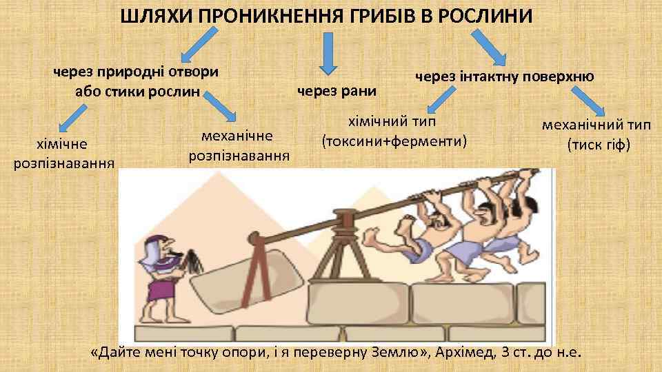 ШЛЯХИ ПРОНИКНЕННЯ ГРИБІВ В РОСЛИНИ через природні отвори або стики рослин хімічне розпізнавання механічне