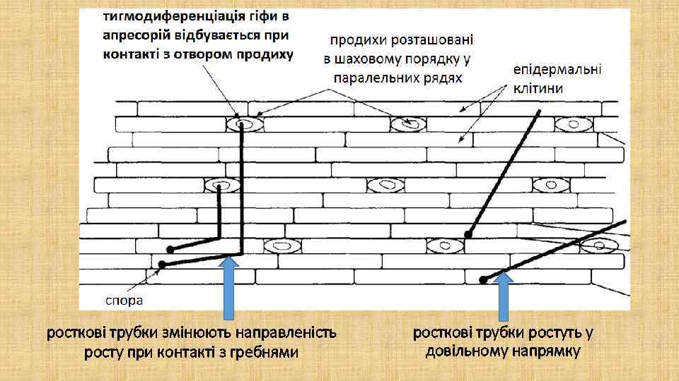 росткові трубки змінюють направленість росту при контакті з гребнями росткові трубки ростуть у довільному