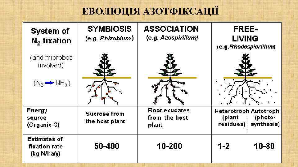 ЕВОЛЮЦІЯ АЗОТФІКСАЦІЇ 