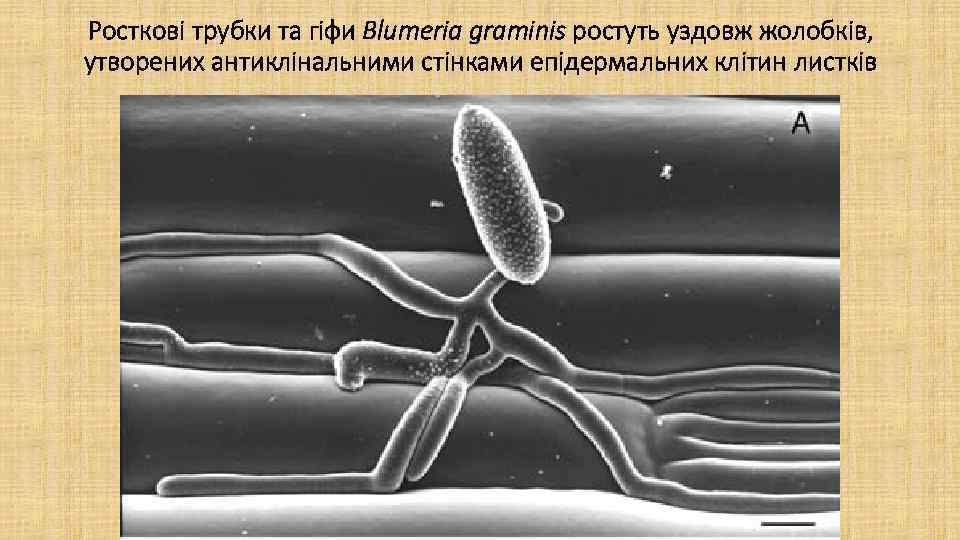 Росткові трубки та гіфи Blumeria graminis ростуть уздовж жолобків, утворених антиклінальними стінками епідермальних клітин