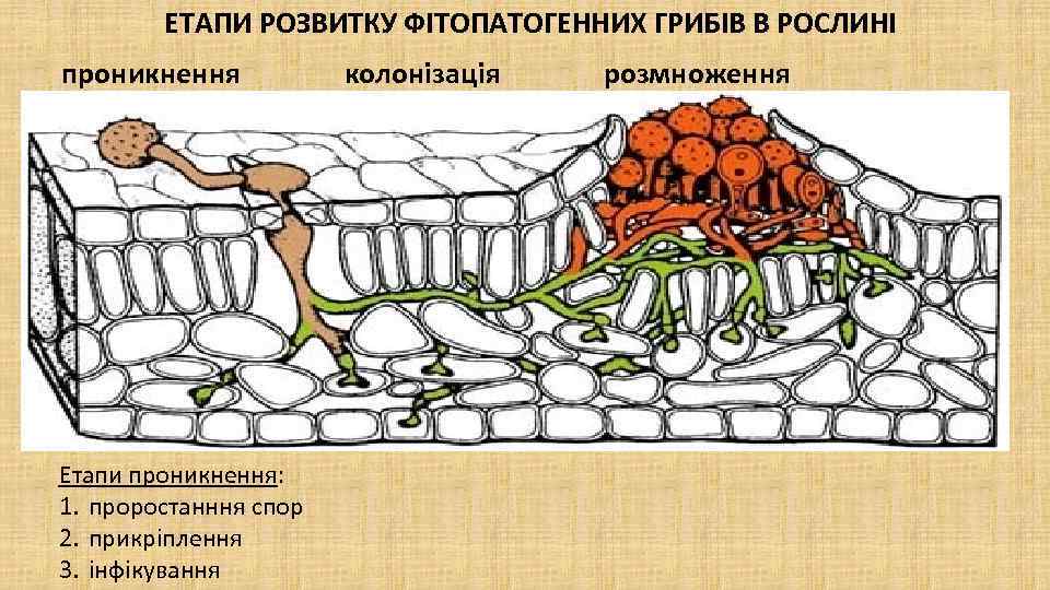 ЕТАПИ РОЗВИТКУ ФІТОПАТОГЕННИХ ГРИБІВ В РОСЛИНІ проникнення колонізація розмноження Етапи проникнення: 1. проростанння спор