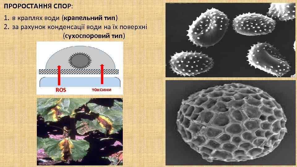 ПРОРОСТАННЯ СПОР: 1. в краплях води (крапельний тип) 2. за рахунок конденсації води на