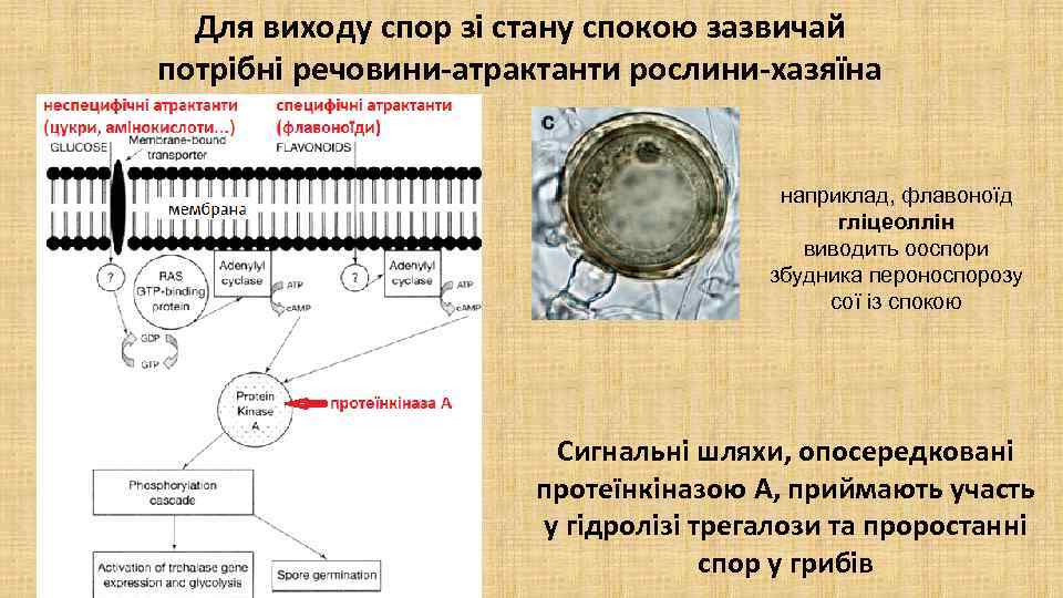 Для виходу спор зі стану спокою зазвичай потрібні речовини-атрактанти рослини-хазяїна наприклад, флавоноїд гліцеоллін виводить