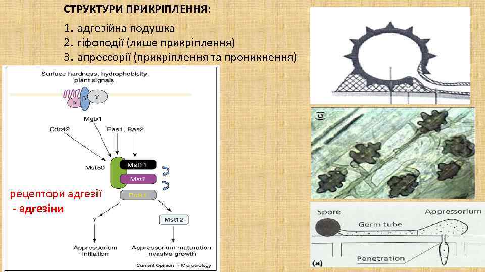 СТРУКТУРИ ПРИКРІПЛЕННЯ: 1. адгезійна подушка 2. гіфоподії (лише прикріплення) 3. апрессорії (прикріплення та проникнення)