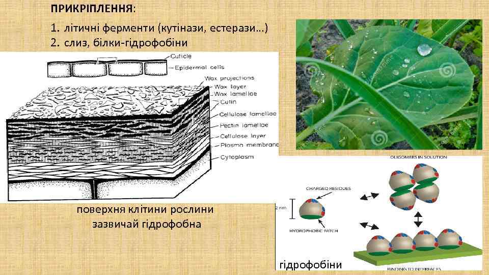 ПРИКРІПЛЕННЯ: 1. літичні ферменти (кутінази, естерази…) 2. слиз, білки-гідрофобіни поверхня клітини рослини зазвичай гідрофобна