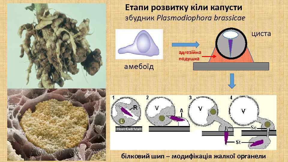 Етапи розвитку кіли капусти збудник Plasmodiophora brassicae циста амебоїд адгезійна подушка білковий шип –