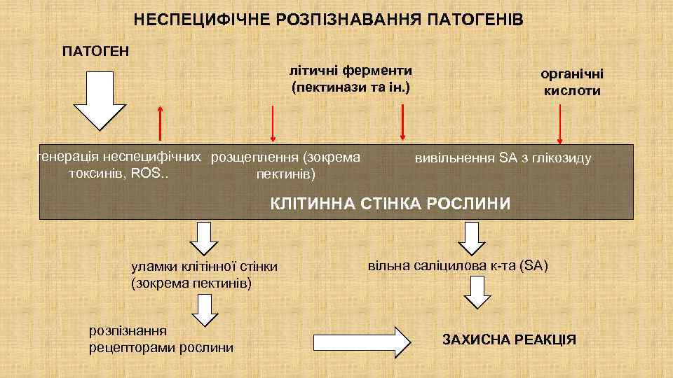 НЕСПЕЦИФІЧНЕ РОЗПІЗНАВАННЯ ПАТОГЕНІВ ПАТОГЕН літичні ферменти (пектинази та ін. ) генерація неспецифічних розщеплення (зокрема