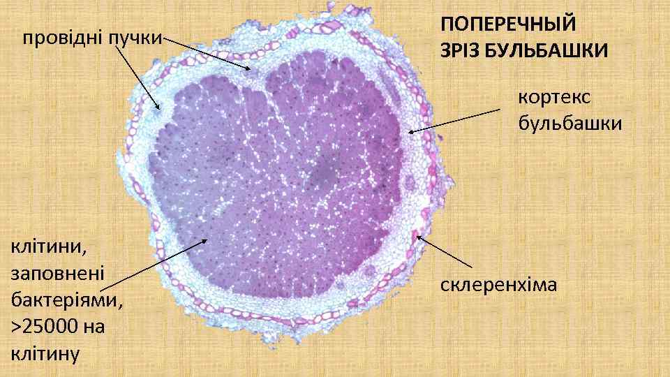 провідні пучки ПОПЕРЕЧНЫЙ ЗРІЗ БУЛЬБАШКИ кортекс бульбашки клітини, заповнені бактеріями, >25000 на клітину склеренхіма