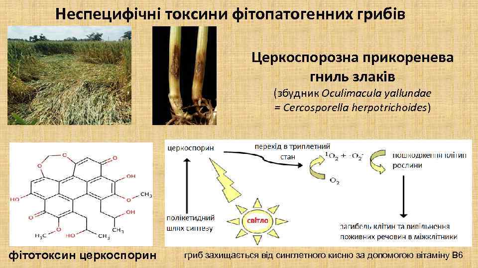 Неспецифічні токсини фітопатогенних грибів Церкоспорозна прикоренева гниль злаків (збудник Oculimacula yallundae = Cercosporella herpotrichoides)