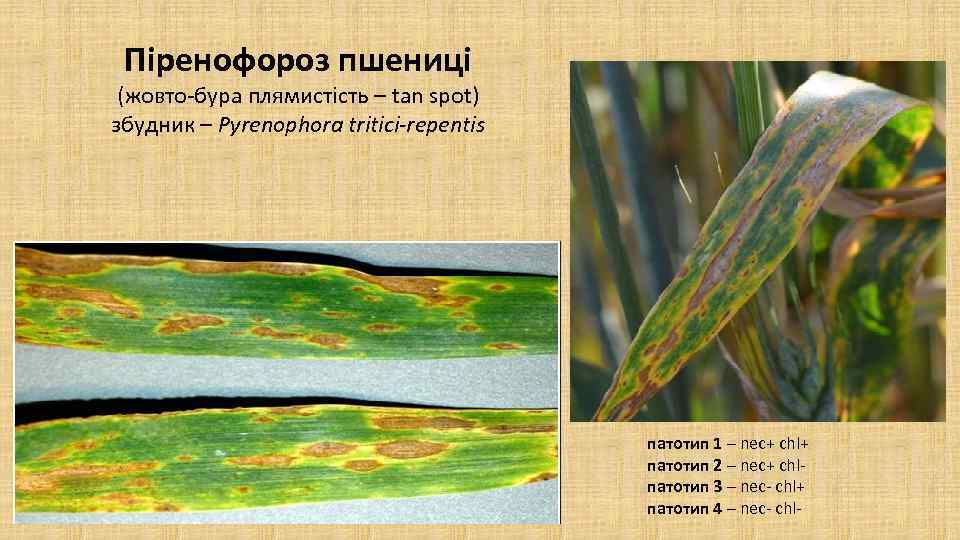 Піренофороз пшениці (жовто-бура плямистість – tan spot) збудник – Pyrenophora tritici-repentis патотип 1 –