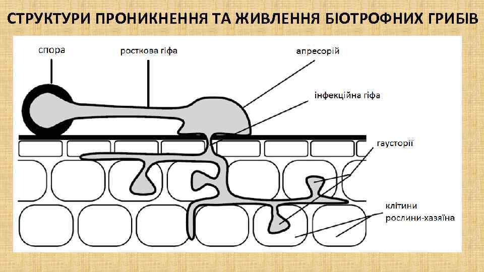 СТРУКТУРИ ПРОНИКНЕННЯ ТА ЖИВЛЕННЯ БІОТРОФНИХ ГРИБІВ 