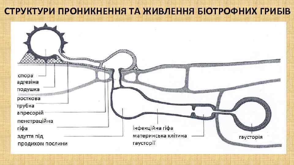 СТРУКТУРИ ПРОНИКНЕННЯ ТА ЖИВЛЕННЯ БІОТРОФНИХ ГРИБІВ 