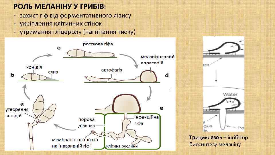 РОЛЬ МЕЛАНІНУ У ГРИБІВ: - захист гіф від ферментативного лізису укріплення клітинних стінок утримання