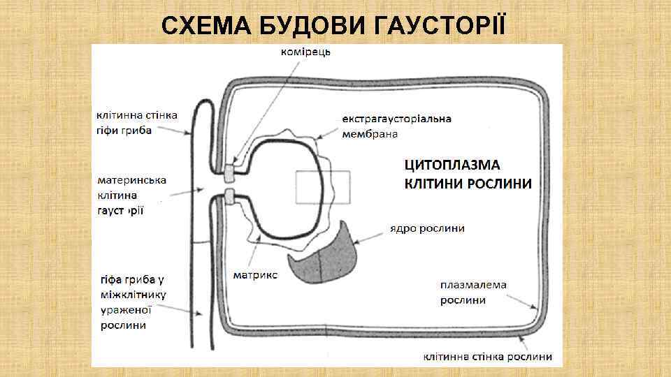 СХЕМА БУДОВИ ГАУСТОРІЇ 