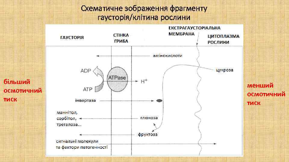 Схематичне зображення фрагменту гаусторія/клітина рослини більший осмотичний тиск менший осмотичний тиск 