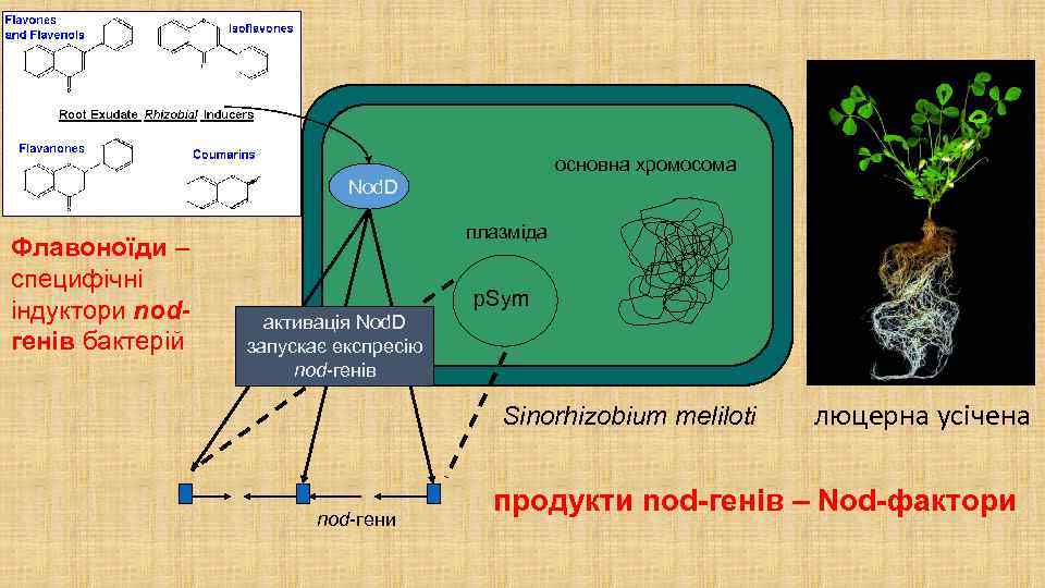 основна хромосома Nod. D Флавоноїди – специфічні індуктори nodгенів бактерій плазміда p. Sym активація