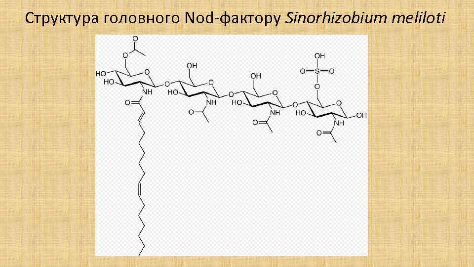 Структура головного Nod-фактору Sinorhizobium meliloti 