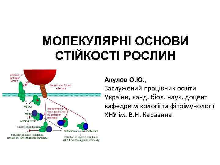 МОЛЕКУЛЯРНІ ОСНОВИ СТІЙКОСТІ РОСЛИН Акулов О. Ю. , Заслужений працівник освіти України, канд. біол.