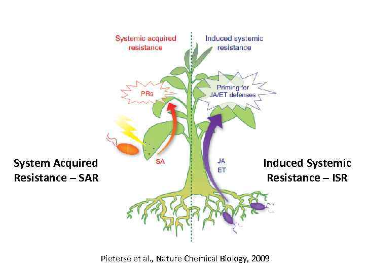 System Acquired Resistance – SAR Іnduced Systemic Resistance – ISR Pieterse et al. ,