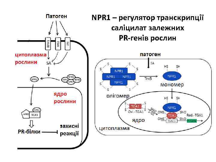 NPR 1 – регулятор транскрипції саліцилат залежних PR-генів рослин 