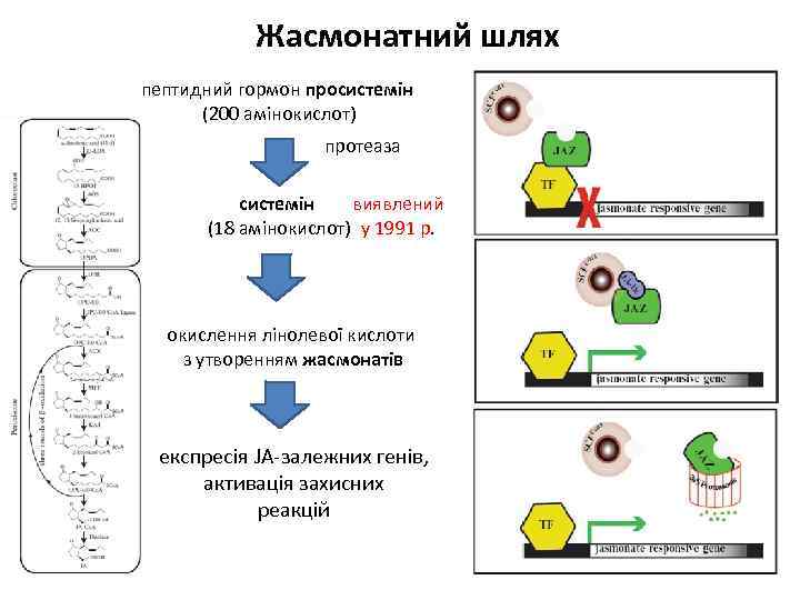 Жасмонатний шлях пептидний гормон просистемін (200 амінокислот) протеаза системін виявлений (18 амінокислот) у 1991