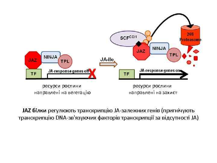 JA-isoleucine ресурси рослини направлені на вегетацію ресурси рослини направлені на захист JAZ білки регулюють