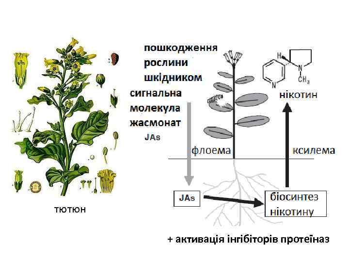 тютюн + активація інгібіторів протеїназ 