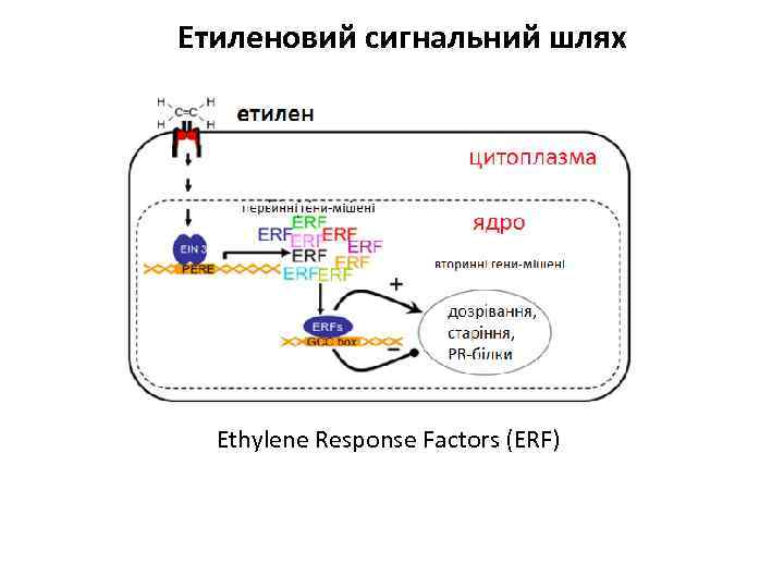 Етиленовий сигнальний шлях Ethylene Response Factors (ERF) 