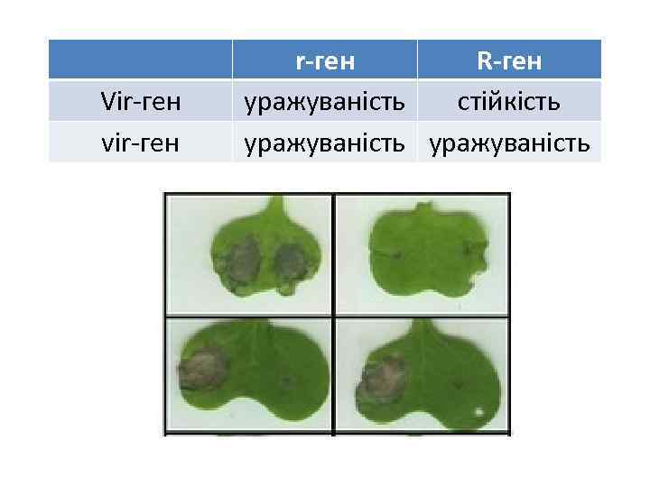 Vir-ген vir-ген R-ген уражуваність стійкість уражуваність 