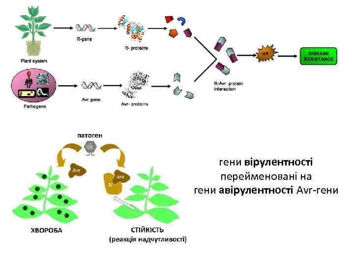 гени вірулентності перейменовані на гени авірулентності Avr-гени 