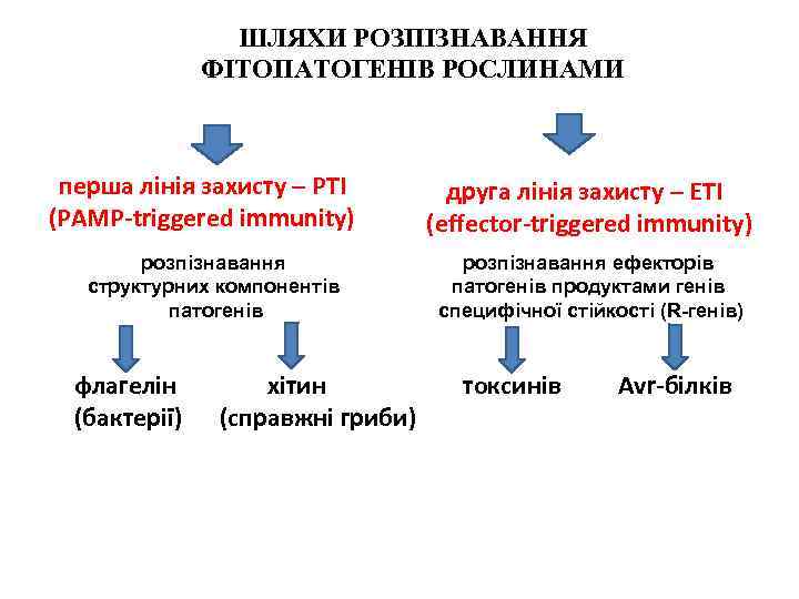 ШЛЯХИ РОЗПІЗНАВАННЯ ФІТОПАТОГЕНІВ РОСЛИНАМИ перша лінія захисту – PTI (PAMP-triggered immunity) розпізнавання структурних компонентів