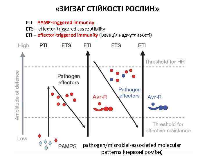  «ЗИГЗАГ СТІЙКОСТІ РОСЛИН» PTI – PAMP-triggered immunity ETS – effector-triggered susceptibility ETI –