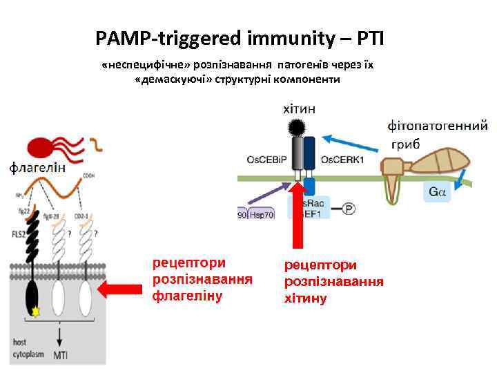 PAMP-triggered immunity – PTI «неспецифічне» розпізнавання патогенів через їх «демаскуючі» структурні компоненти рецептори розпізнавання