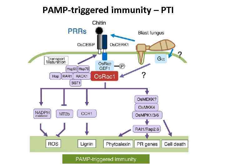 PAMP-triggered immunity – PTI 