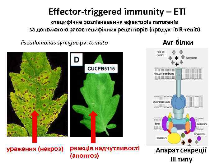 Effector-triggered immunity – ETI cпецифічне розпізнавання ефекторів патогенів за допомогою расоспецифічних рецепторів (продуктів R-генів)