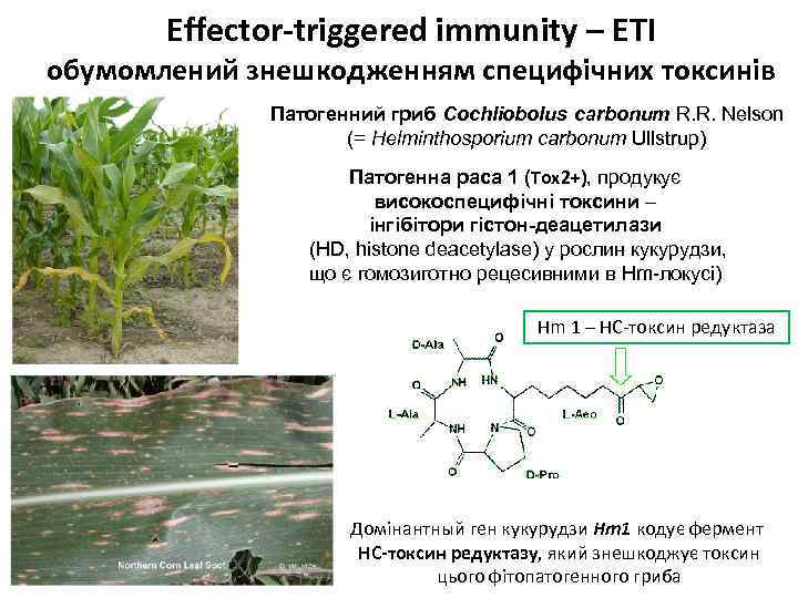 Effector-triggered immunity – ETI обумомлений знешкодженням специфічних токсинів Патогенний гриб Cochliobolus carbonum R. R.