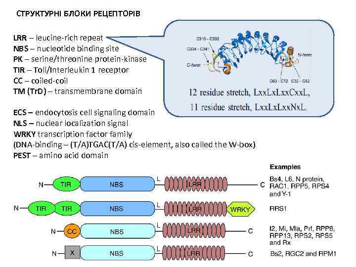 СТРУКТУРНІ БЛОКИ РЕЦЕПТОРІВ LRR – leucine-rich repeat NBS – nucleotide binding site PK –