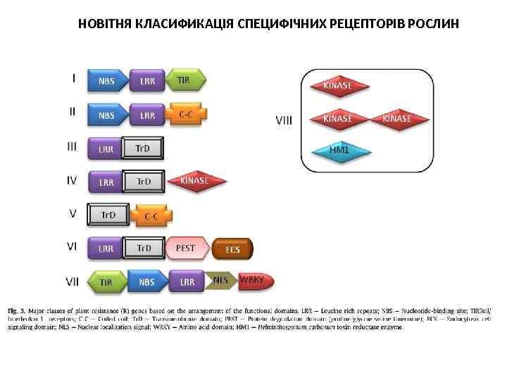 НОВІТНЯ КЛАСИФИКАЦІЯ СПЕЦИФІЧНИХ РЕЦЕПТОРІВ РОСЛИН 