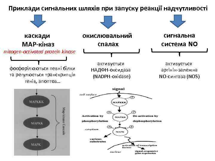 Приклади сигнальних шляхів при запуску реакції надчутливості каскади MAP-кіназ mitogen-activated protein kinase фосфорілюються певні