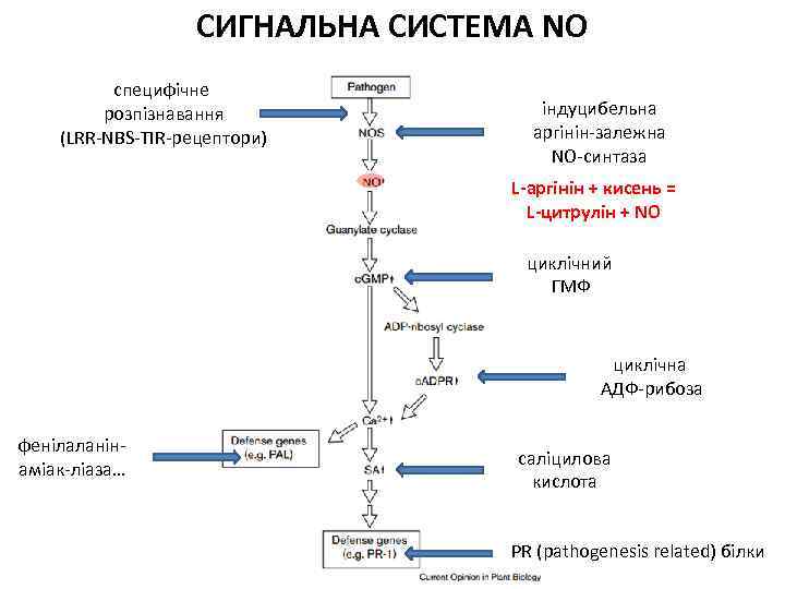 СИГНАЛЬНА СИСТЕМА NO специфічне розпізнавання (LRR-NBS-TIR-рецептори) індуцибельна аргінін-залежна NO-синтаза L-аргінін + кисень = L-цитрулін