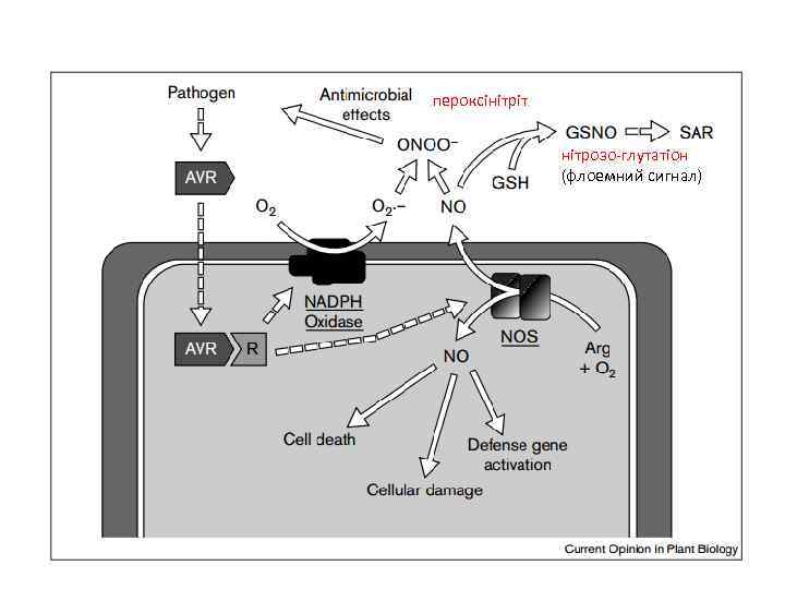 пероксінітріт нітрозо-глутатіон (флоемний сигнал) 