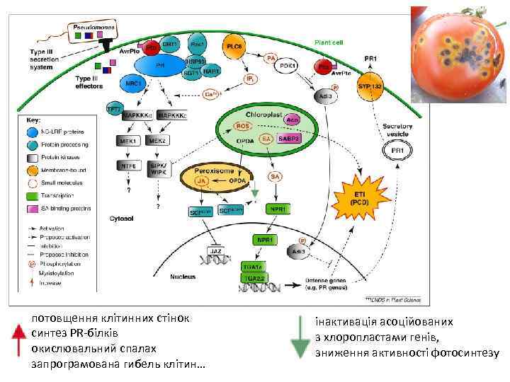 потовщення клітинних стінок синтез PR-білків окислювальний спалах запрограмована гибель клітин… інактивація асоційованих з хлоропластами
