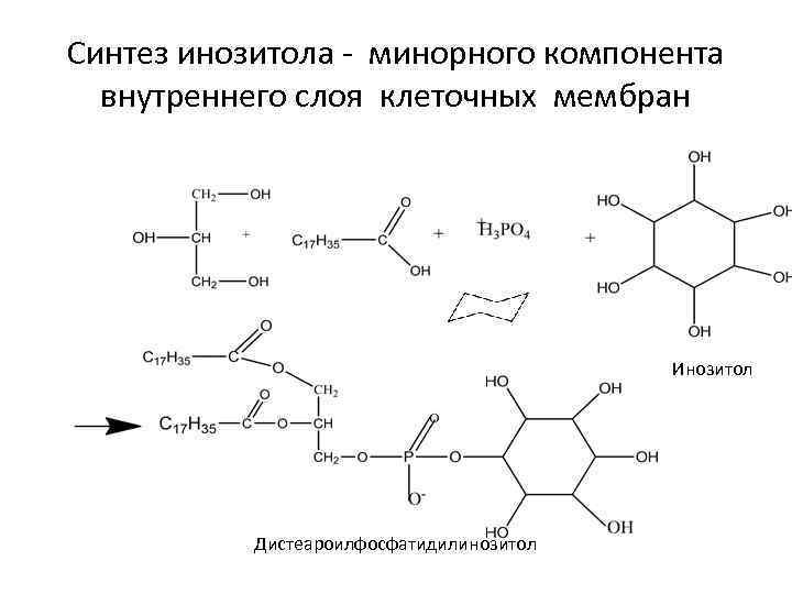 Мембрана синтез. Инозит биохимия. Синтез инозитола. Инозитол Синтез. Образование инозитолтрифосфата и диацилглицерола.