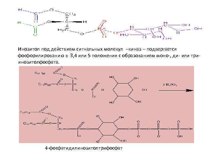 Инозитол под действием сигнальных молекул –киназ – подвергается фосфорилированию в 3, 4 или 5