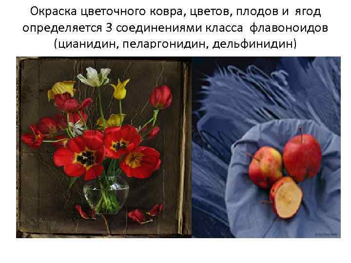 Окраска цветочного ковра, цветов, плодов и ягод определяется 3 соединениями класса флавоноидов (цианидин, пеларгонидин,
