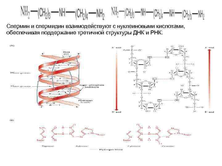 Спермин и спермидин взаимодействуют с нуклеиновыми кислотами, обеспечивая поддержание третичной структуры ДНК и РНК.