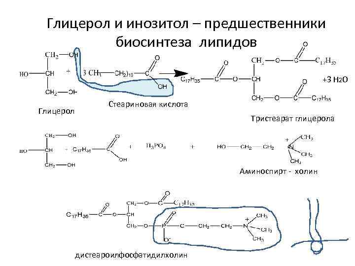 Глицерол и инозитол – предшественники биосинтеза липидов +3 Н 2 О Глицерол Стеариновая кислота